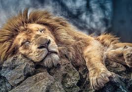 sleepyLion.jpg