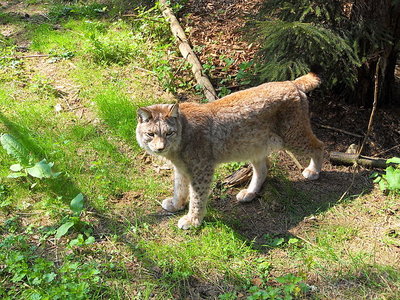 Luchs_im_Bayern-Park.JPG