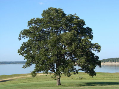 tree_orig.jpg