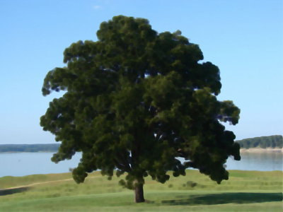 tree_q10.jpg