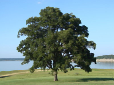 tree_q50.jpg