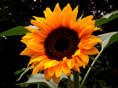 SunFlower_dither.png