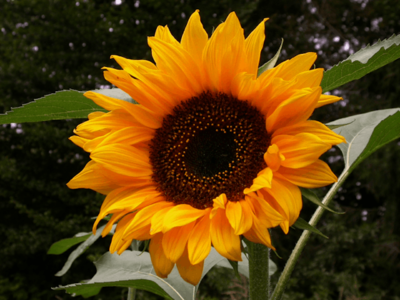 SunFlower_orig.png