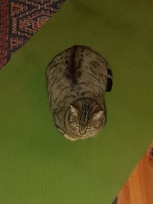 puss.jpeg