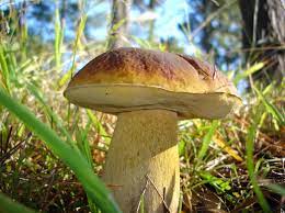 boletus.jpg